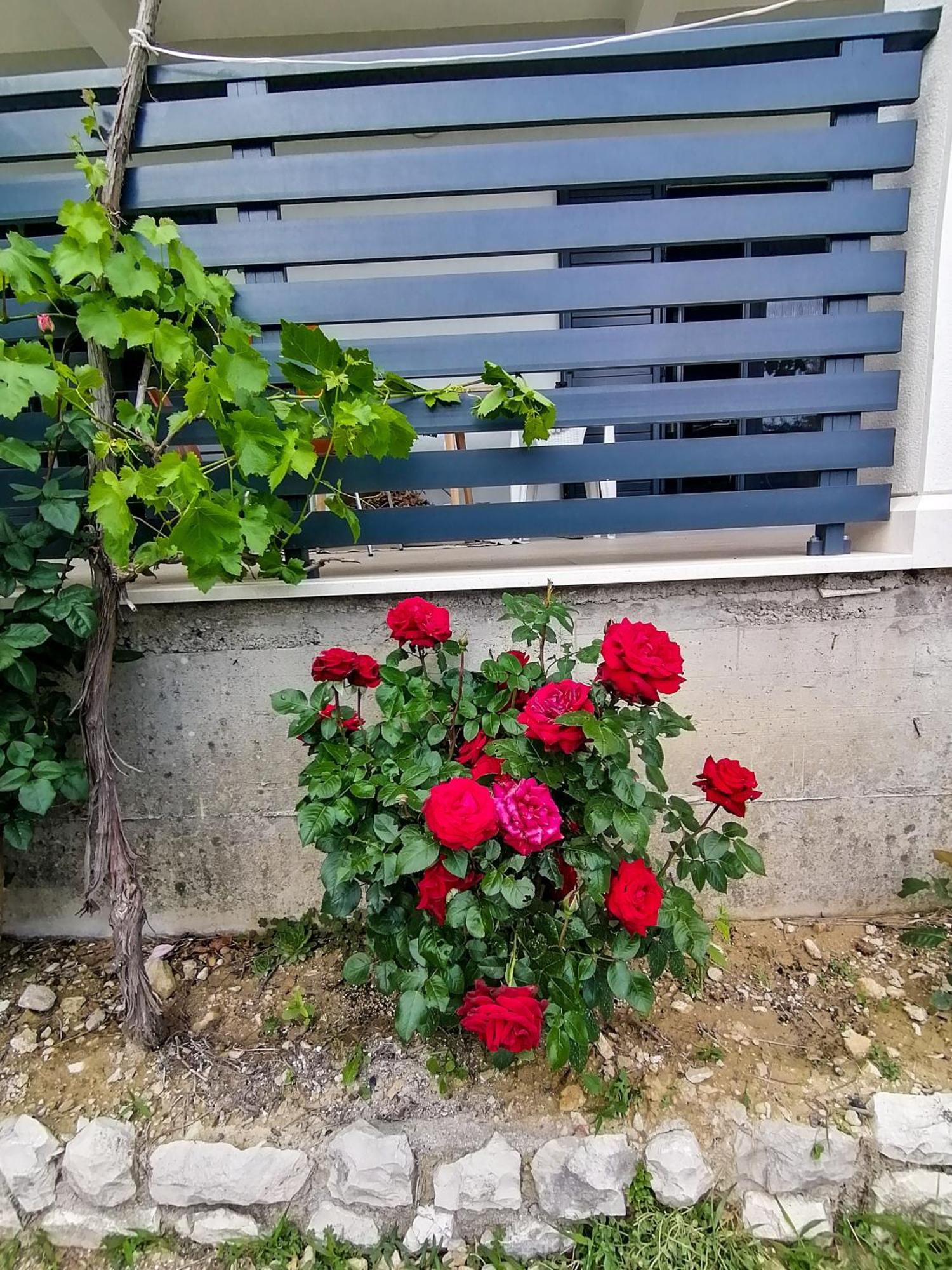 Vila Dolani Klek Exteriér fotografie